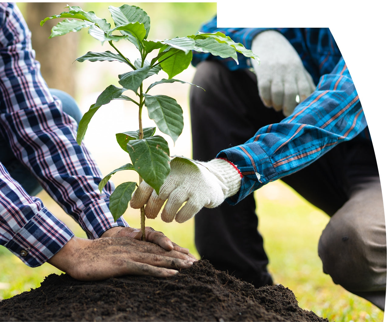 Two people planting a tree together in a natural setting